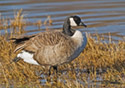 Branta hutchinsii